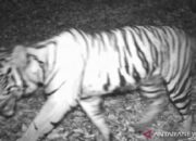 Harimau Sumatera Tertangkap Kamera Trap di Hutan Produksi