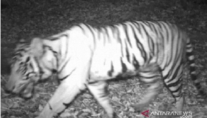 Harimau Sumatera Tertangkap Kamera Trap di Hutan Produksi