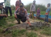 Sering Muncul di Pemukiman Warga, Buaya Kuala Sebatu Ditangkap Pawang