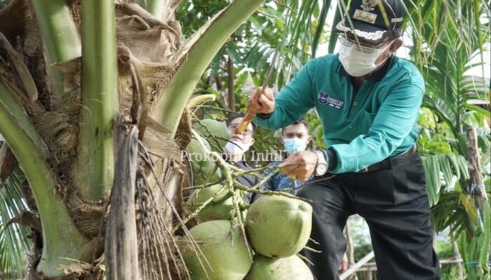 Bupati Inhil HM Wardan, Tinjau dan Petik Langsung Kelapa Pandan Wangi