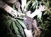 Aksi Heroik Petugas Damkar Inhil Evakuasi Lebah di Pohon dekat Permukiman Warga
