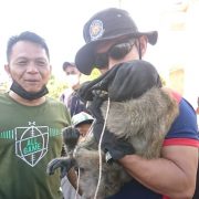 Evakuasi Seekor Monyet di Tembilahan Libatkan 24 Personil DPKP Inhil