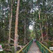 Rasakan Sensasi “Ekowisata Mangrove” Wisata Alam Hutan Mangrove di Pantai Solop Inhil