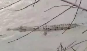 Buaya Benteng Jadi Tontonan Warga Setempat