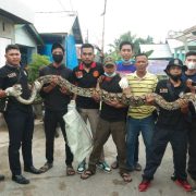 DPKP Inhil Berhasil Evakuasi Ular Piton Sepanjang 7 Meter