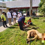 Disbun Inhil Laksanakan Penyembelihan Hewan Kurban Dengan Penerapan Protokol Kesehatan