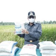 Panen Raya di Benteng, Bupati HM Wardan Sebut Inhil Penyumbang Beras di Riau