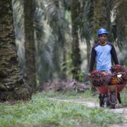 Harga TBS Kelapa Sawit di Riau Kembali Naik