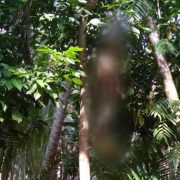 Warga Desa Seberang Sanglar Temukan S Tewas Tergantung di Pohon