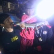 Seekor Buaya Berhasil Di Evakuasi Tim DPKP Inhil