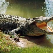 Predator Sungai Mangsa Bocah 11 Tahun di Pelangiran