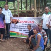 PT. TH Indo Plantations Kembali Berikan Bantuan Ternak Sapi Kepada Kelompok Tani