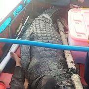 Buaya dengan Bobot 700 Kilo Berhasil Dievakuasi DPKP Inhil
