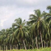 Disbun Riau Dapat Bantuan Replanting Kelapa 500 Hektar di Inhil