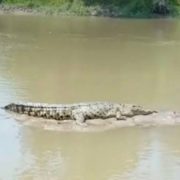 Seorang Warga Inhil di Terkam Buaya Saat BAB