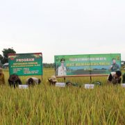 Ketahanan Pangan, Dandim 0314/Inhil Lakukan Panen Raya Padi Bersama di Kempas