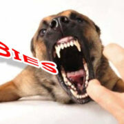 Kadinkes Inhil Ajak Masyarakat Kenali Gejala dan Penanganan Pertama Jika Terkena Hewan Rabies