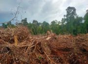 PT Arara Abadi dan PT Indah Kiat Pulp and Paper Dilaporkan ke Kementerian LHK