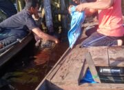 Jatuh ke Sungai Warga di Pelangiran Ditemukan Meninggal Dunia