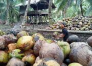 Harga Kelapa di Inhil Alami Kenaikan yang Signifikan