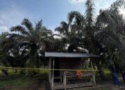 Dugaan Pembunuhan Gegerkan Desa Pancur, Korban Tewas di Pondok Kebun