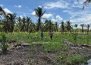 Dukung Pangan Nasional, Polsek Tanah Merah Kawal Pertumbuhan Jagung Petani Lokal