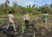 Bhabinkamtibmas Pantau Perkembangan Tanaman Jagung di Desa Teluk Bunian