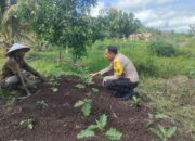 Bhabinkamtibmas Harapan Jaya Polsek Tempuling Turun ke Kebun, Semangati Petani Terong Demi Ketahanan Pangan Nasional