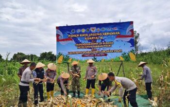 Kapolres Inhil Hadiri Panen Raya Jagung Serentak, Wujud Nyata Dukungan Ketahanan Pangan Nasional