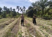 AIPDA Hendra Situmorang Tinjau Tanaman Kacang Hijau Warga di Tempuling