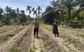 AIPDA Hendra Situmorang Tinjau Tanaman Kacang Hijau Warga di Tempuling