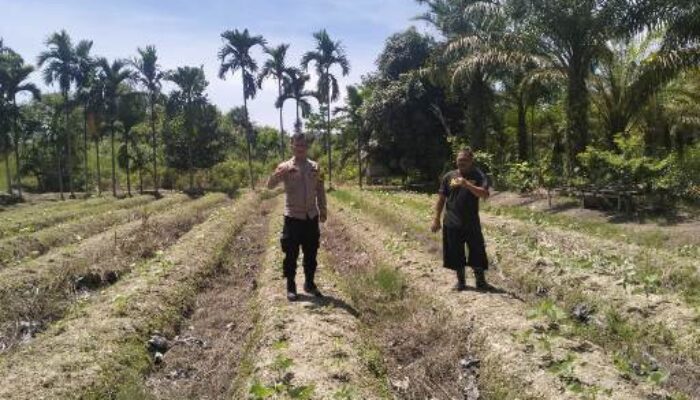 AIPDA Hendra Situmorang Tinjau Tanaman Kacang Hijau Warga di Tempuling