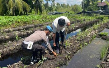 Polsek KSKP Tembilahan Tinjau Lahan Jagung di Pekan Arba, Dukung Program Asta Cita Ketahanan Pangan