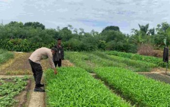 Personel Polsek Tanah Merah Dampingi Kelompok Tani Sejahtera Dukung Program Ketahanan Pangan Nasional