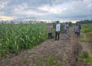 Kehadiran Bhabinkamtibmas Desa Tanjung Simpang Berikan Semangat bagi Petani Jagung Warga