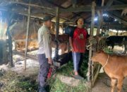 Sinergi Polri dan Masyarakat, Polsek Tanah Merah Dukung Peternakan Sapi di Inhil