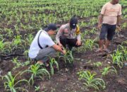 Dukung Ketahanan Pangan, Polsek Pelangiran Awasi Perkembangan Lahan Jagung Warga