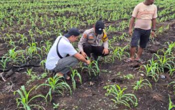 Dukung Ketahanan Pangan, Polsek Pelangiran Awasi Perkembangan Lahan Jagung Warga