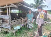 Lewat Pendampingan Peternak Sapi, Polsek Sungai Batang Perkuat Ketahanan Pangan Nasional