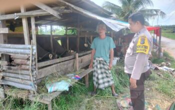 Lewat Pendampingan Peternak Sapi, Polsek Sungai Batang Perkuat Ketahanan Pangan Nasional