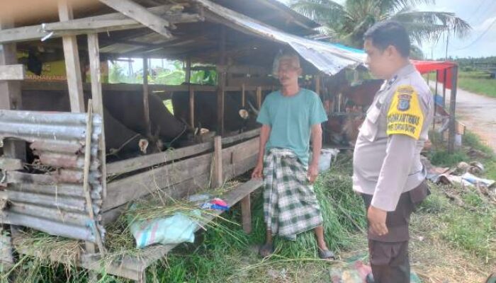 Lewat Pendampingan Peternak Sapi, Polsek Sungai Batang Perkuat Ketahanan Pangan Nasional