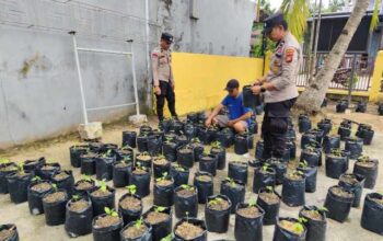 Sinergi Polri dan Petani, Polsek Tempuling Kawal Pembibitan Cabai untuk Perkuat Swasembada Pangan