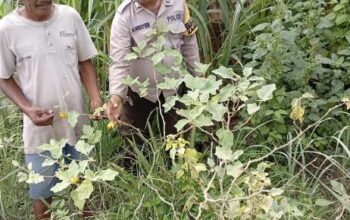 Bhabinkamtibmas Polsek Enok Aktif Dampingi Warga, Tanaman Pekarangan Tumbuh Subur dan Produktif