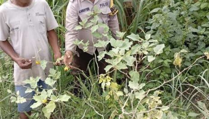 Bhabinkamtibmas Polsek Enok Aktif Dampingi Warga, Tanaman Pekarangan Tumbuh Subur dan Produktif