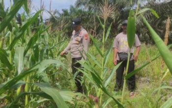 Dukung Ketahanan Pangan Nasional, Polsek Sabak Auh Monitoring Lahan Jagung Pipil 1 Hektare