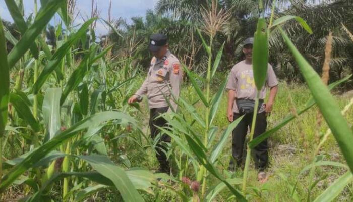 Dukung Ketahanan Pangan Nasional, Polsek Sabak Auh Monitoring Lahan Jagung Pipil 1 Hektare