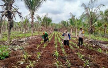 Bhabinkamtibmas Desa Catur Karya Turun Langsung Pantau Pertumbuhan Jagung, Hasilnya Memuaskan