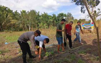 Dukung Swasembada Pangan 2026, Bhabinkamtibmas Bersama Kelompok Tani Gembira Laksanakan Penanaman Jagung di Tempuling