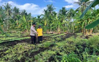 Dukung Ketahanan Pangan, Bhabinkamtibmas Tagaraja Dampingi Petani Sayur di Kateman