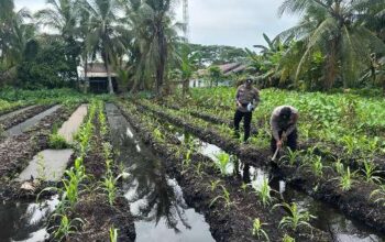 Dukung Asta Cita Presiden, Polsek KSKP Inhil Turun Langsung Pupuk Tanaman Jagung Warga